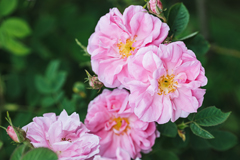 Givaudan House of Naturals1