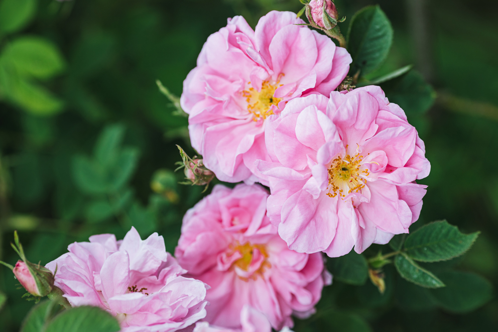 Givaudan House of Naturals1