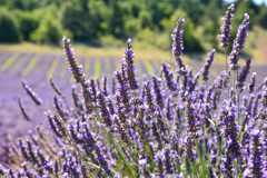 Givaudan House of Naturals2