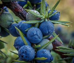 Givaudan House of Naturals3