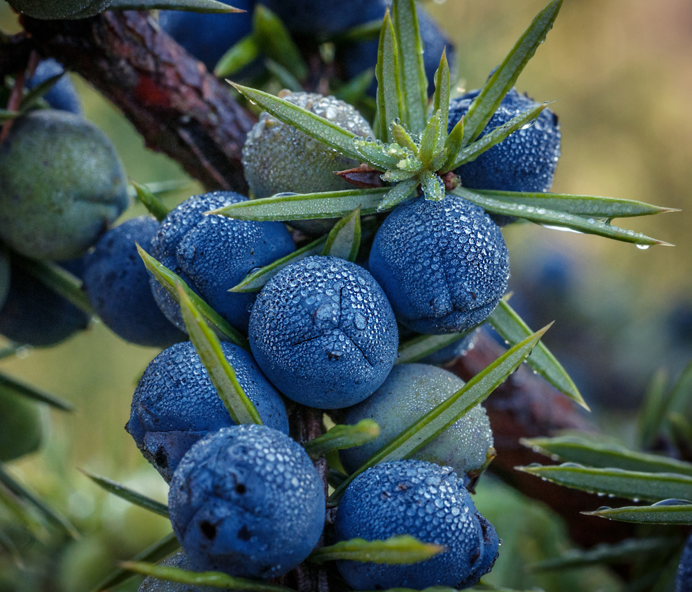 Givaudan House of Naturals3